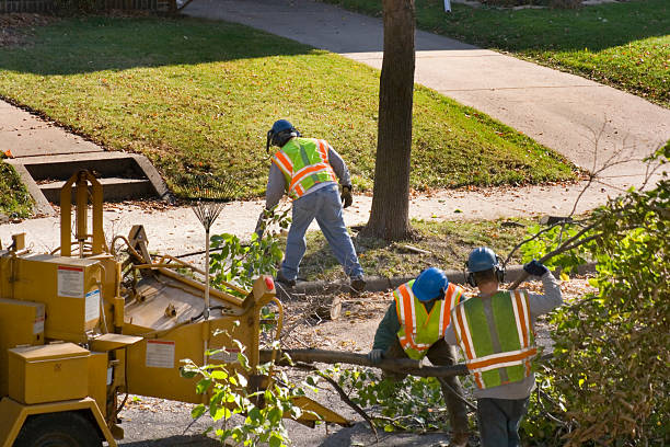 Best Tree Disease Treatment  in Montebello, CA